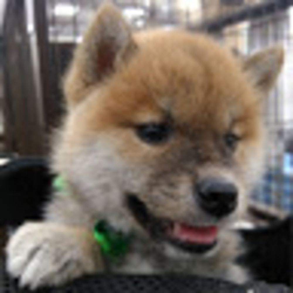 Meet your Posher, Kuma